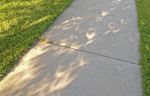 Dozens of eclipse projections in the shadows of a tree.