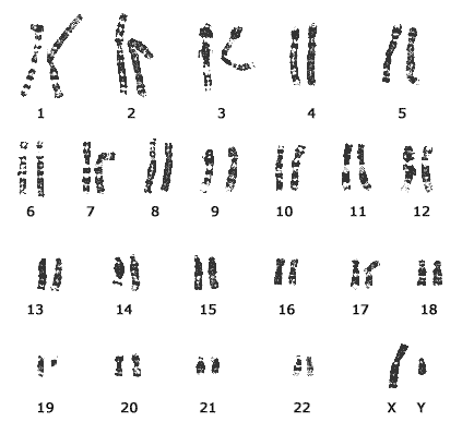Microscopic view of chromosomes