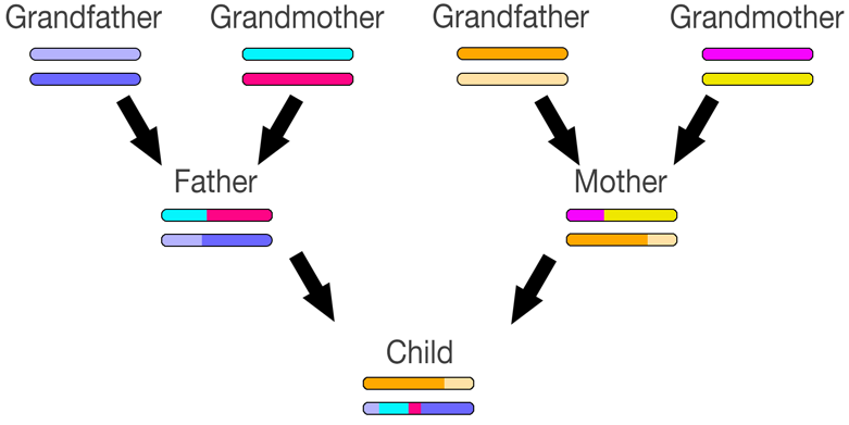 Grandparent to child chromosome inheritance
