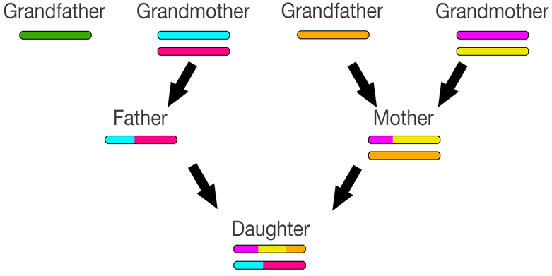 X Chromosome Inheritance Chart