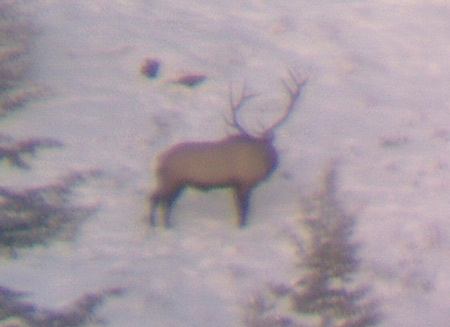 elk5.jpg