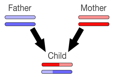 Parent to child chromosome inheritance