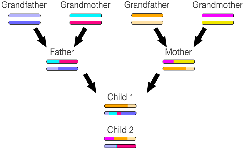 Do women share more than 25% DNA with a paternal grandmother